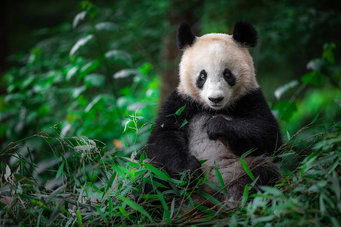 Riesenpanda (Ailuropoda melanoleuca) in einer Panda-Basis, Chengdu-Region, Sichuan, China