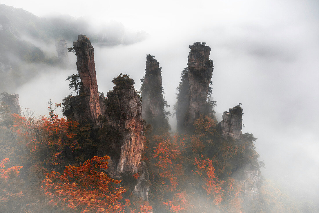 Tianzi Berg im Nebel bei Sonnenaufgang, Zhangjiajie National Forest Park, Hunan, China