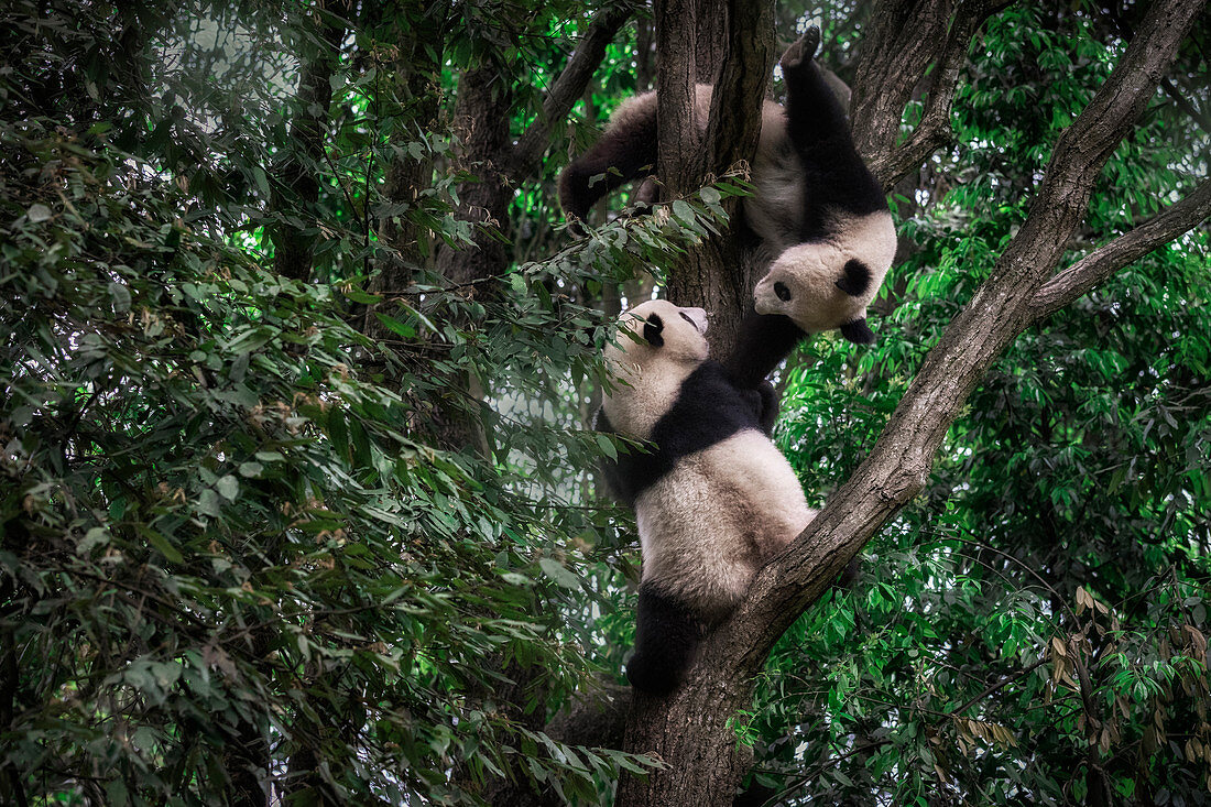 giant panda (Ailuropoda melanoleuca) in a panda base, Chengdu region, Sichuan, China 