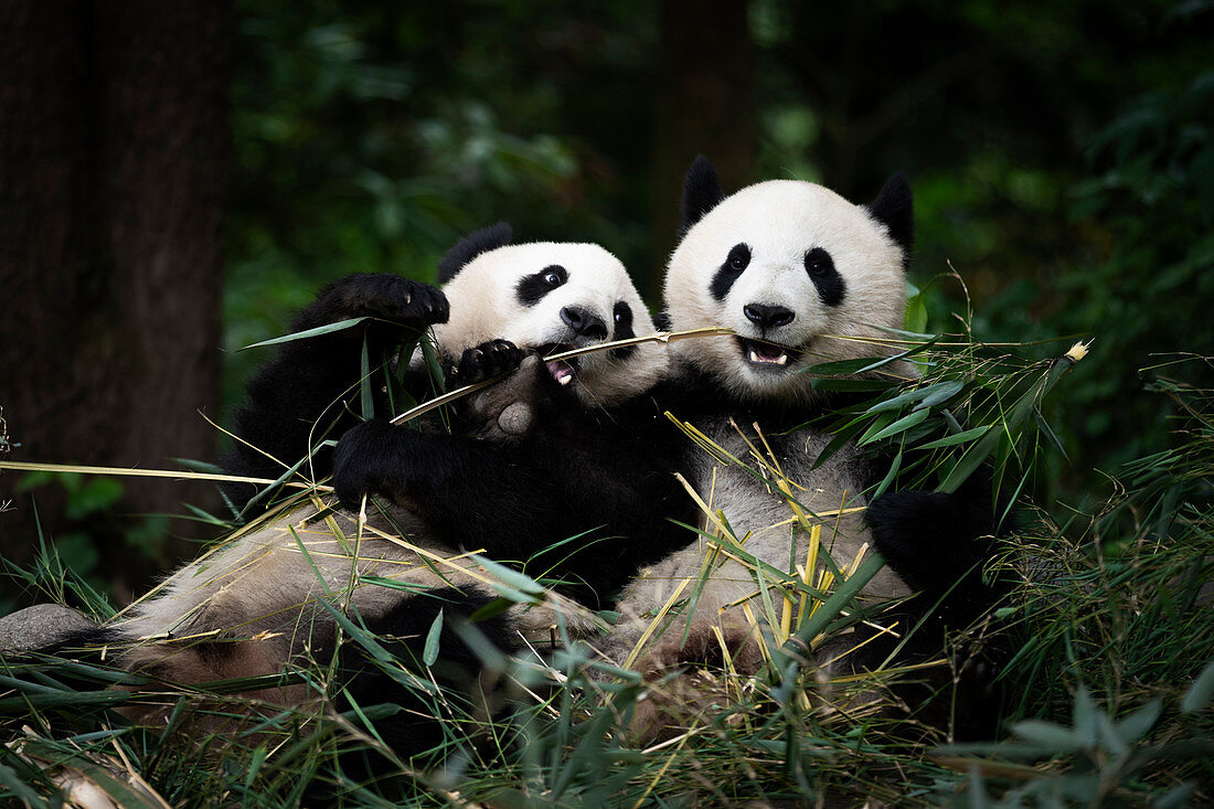 giant panda (Ailuropoda melanoleuca) in a panda base, Chengdu region, Sichuan, China