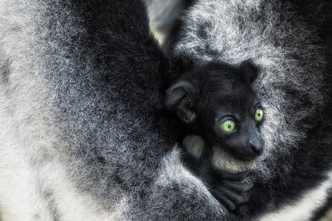 Indri (Indri Indri) Jungtier von Mutter in einem Primärwald im Osten Madagaskars gehalten