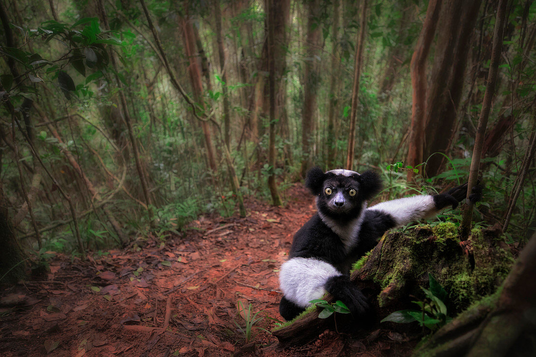 Indri (Indri Indri) in einem Primärwald im Osten Madagaskars, Afrika