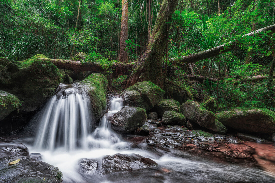 A stream flowing in Masoala primary forest, north eastern madagascar