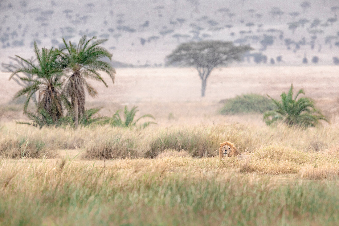Männlicher Löwe, der im hohen Gras nahe Seronera Fluss, Serengeti, Tansania ruht