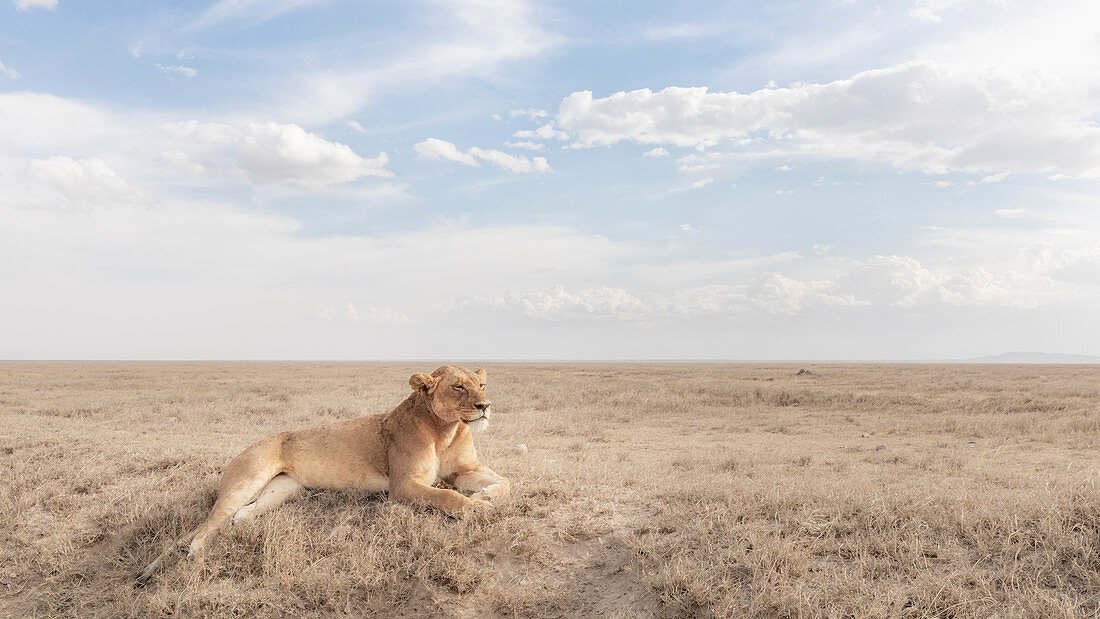Lioness resting in the Serengeti plains, Tanzania 