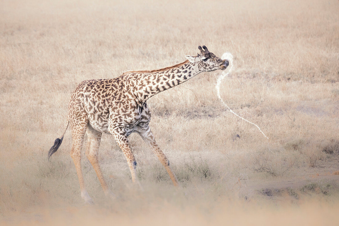 Massai-Giraffe (Giraffa camelopardalis tippelskirchii), auch Maasai-Giraffe, auch Kilimanjaro-Giraffe genannt, trinkt Wasser aus einem Wasserloch in der nördlichen Serengeti