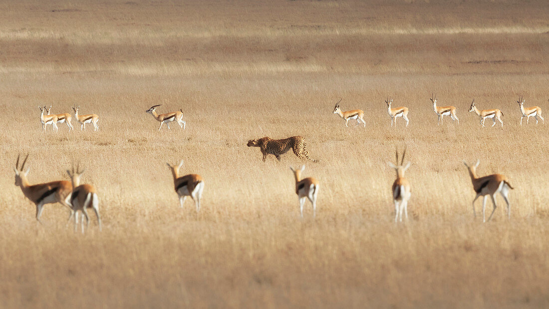 Cheetah (acinonyx jubatus) hunting for thomson's gazelles in the serengeti plain, Tanzania 