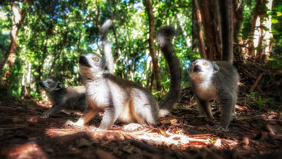 Eine Gruppe gekrönter Lemuren (Eulemur coronatus) im Palmarium-Reservat im Osten Madagaskars