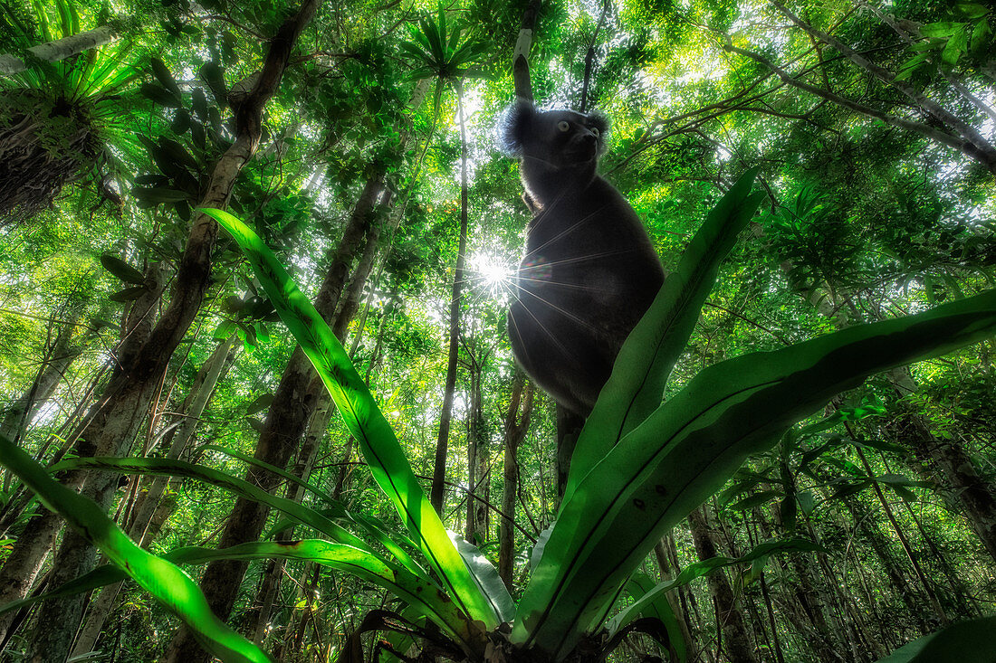 Indri (indri indri) in a primary forest in eastern Madagascar, africa  