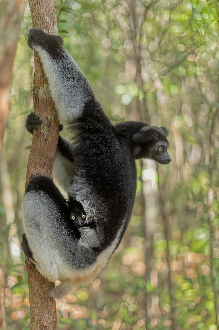 Indri (Indri Indri) in einem Primärwald im Osten Madagaskars, Afrika