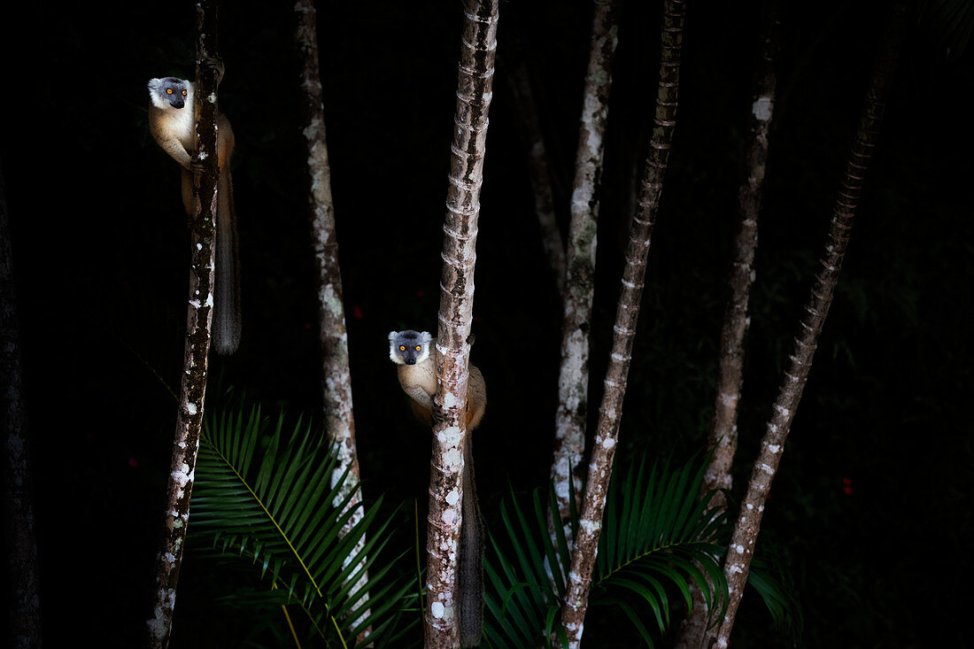 Schwarzer Maki (Eulemur macaco) im Palmarium-Reservat, Ost-Madagaskar