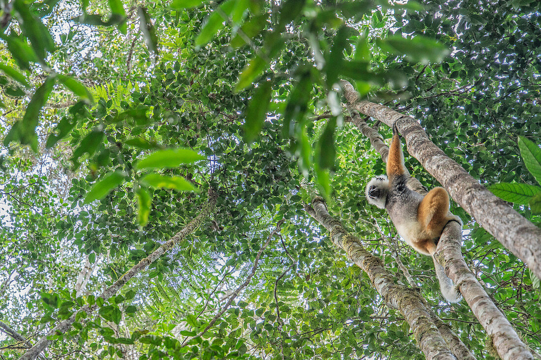 Sifaka diadema (Propithecus diadema) in Andasibe Mantadia National Park, analamozoatra primary forest, Madagascar 