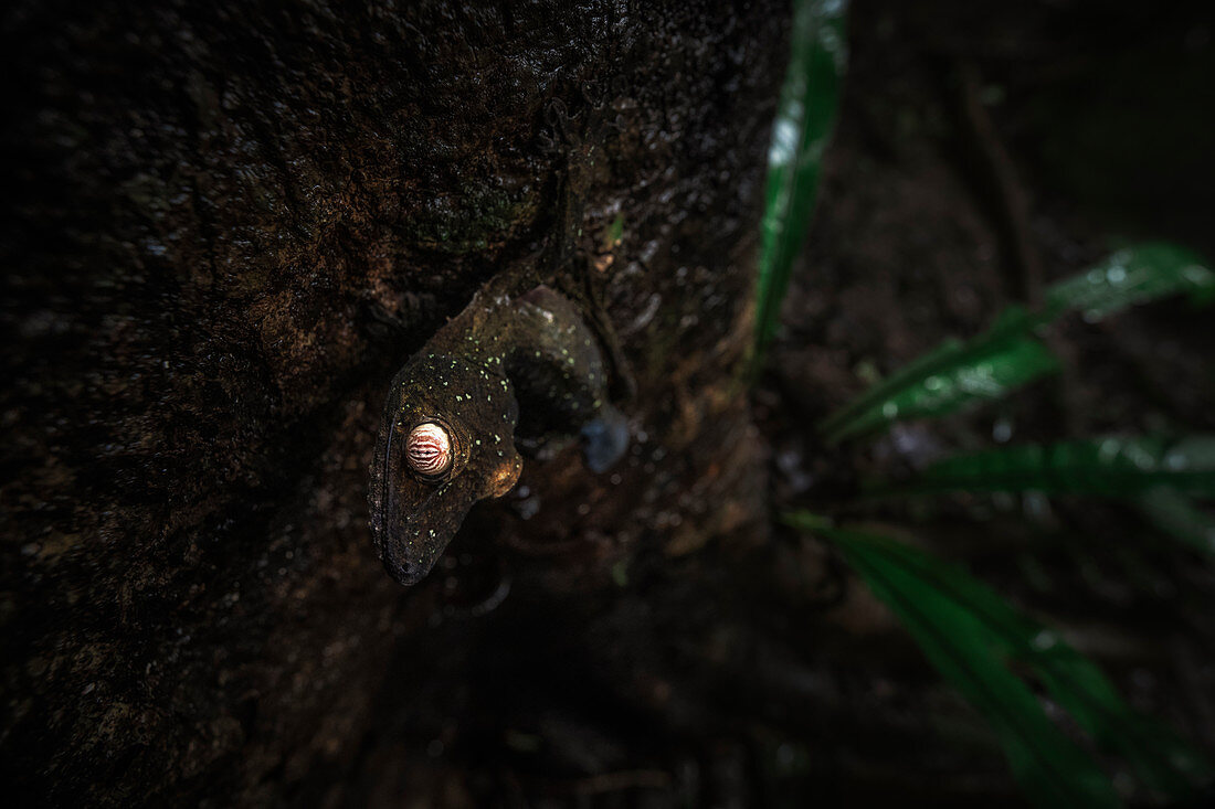 Gemeiner Flachschwanzgecko (Uroplatus fimbriatus) in Nosy Magabe im Nordosten Madagaskars