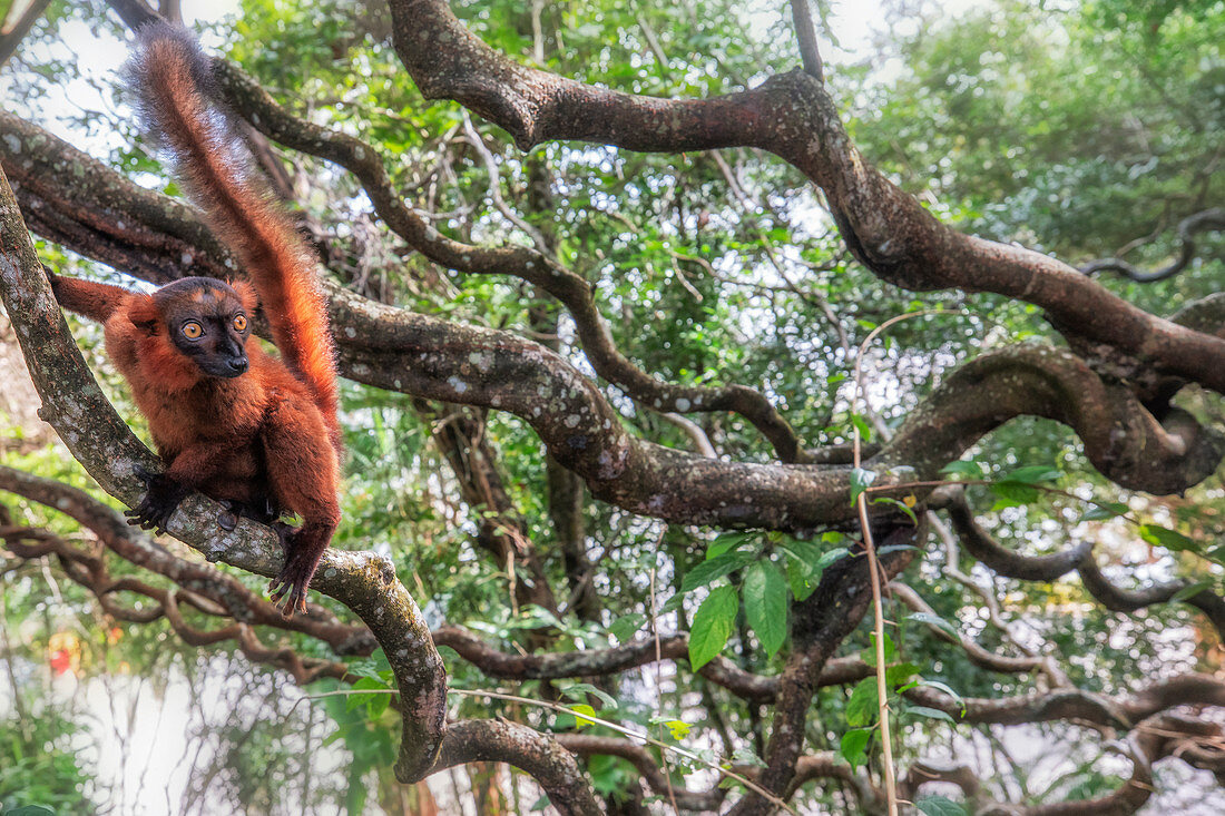 Red hybrid between eulemur macaco e Eulemur coronatus in Palmarium reserve, Madagascar  