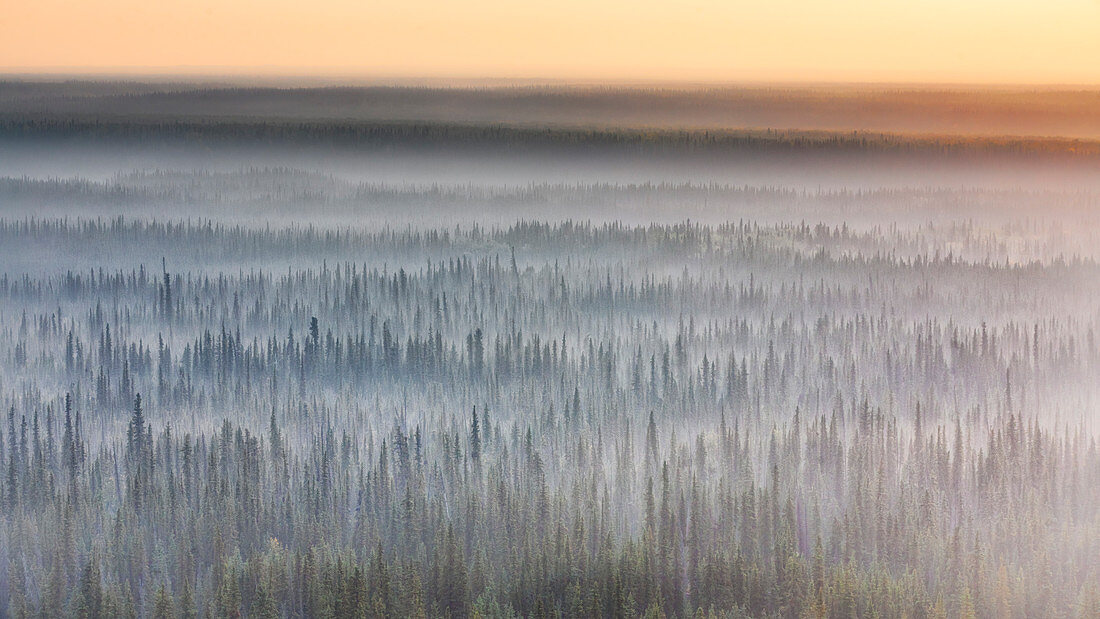 Alaskan forest at sunrise, near Copper Center, Alaska