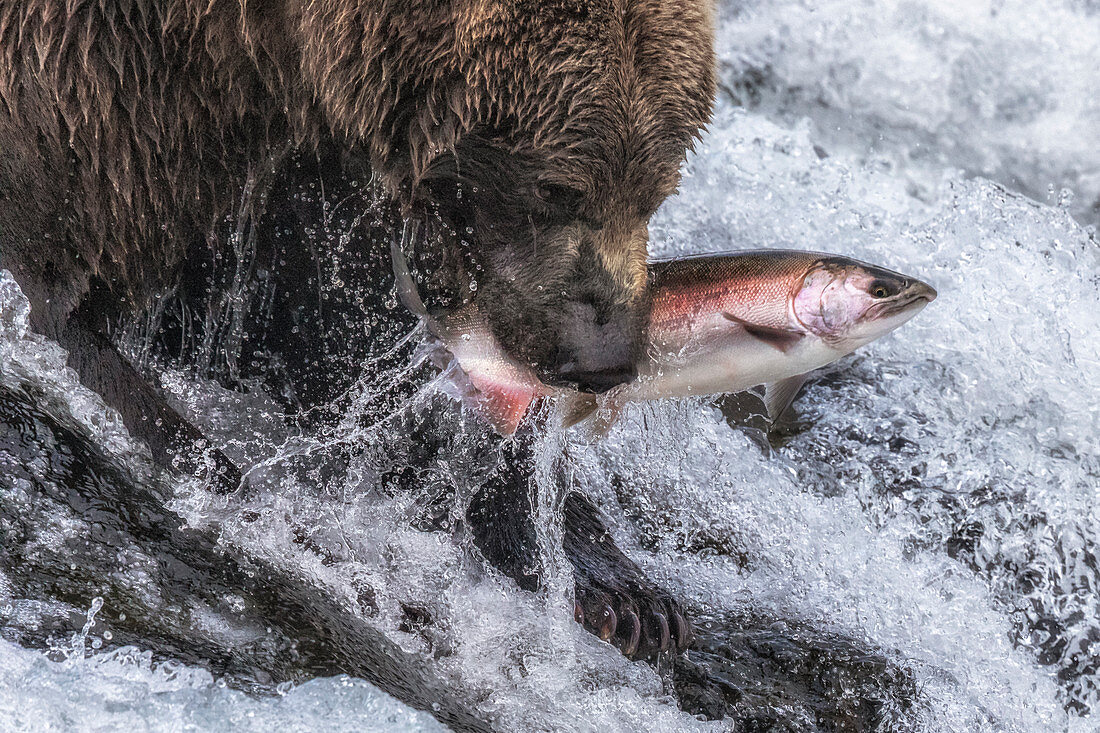 Brown bear fishing for silver salmon in Katmai National Park and Preserve, Alaska, USA
