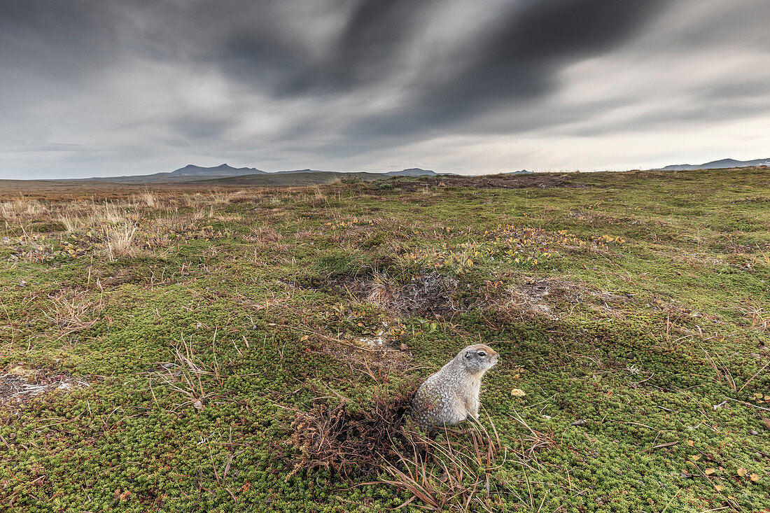 Arktisches Grundeichhörnchen im Katmai-Nationalpark und im Naturschutzgebiet, Alaska