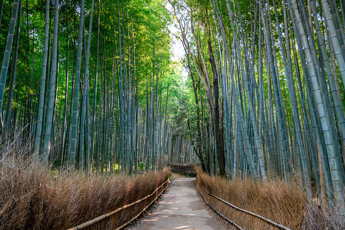 Arashiyama Bambuswald, Kyoto, Japan