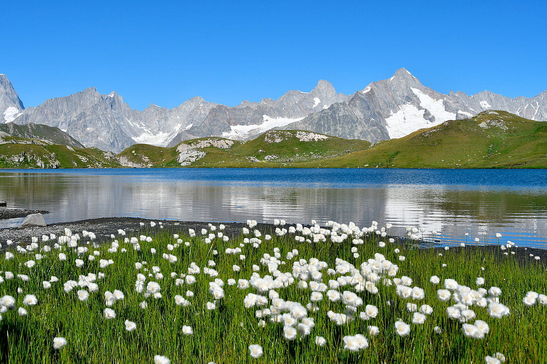 White flowers with Mont Blanc massif at Lac de Fenêtre, Switzerland,Europe