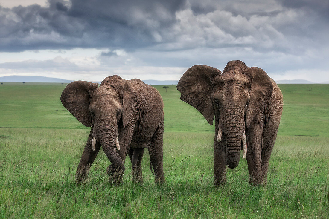 Elefanten in der Maasaimara, Kenia