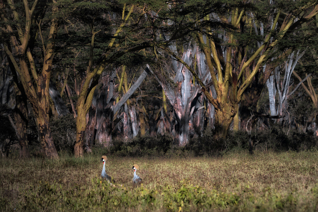 grauer Kranich (Balearica regulorum), auch bekannt als afrikanischer Kranich, goldener Kranich, goldener Kranich, ostafrikanischer Kranich, ostafrikanischer Kranich, östlicher Kranich, südafrikanischer Kranich im Lake Nakuru National Park, Kenia