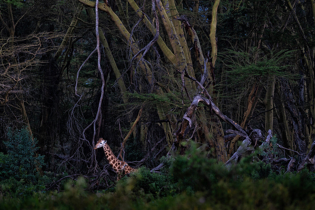 Rothschild's giraffe (Giraffa camelopardalis rothschildi) in Lake Nakuru National Park   