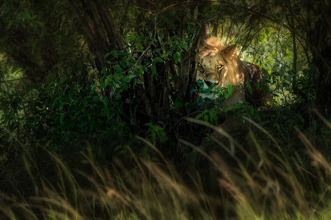 Lion (panthera leo) in the maasaimara national reserve, kenya