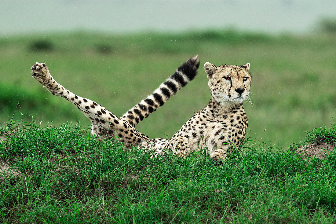 Cheetah (acinonyx jubatus) hunting in the maasai mara game reserve, kenya  