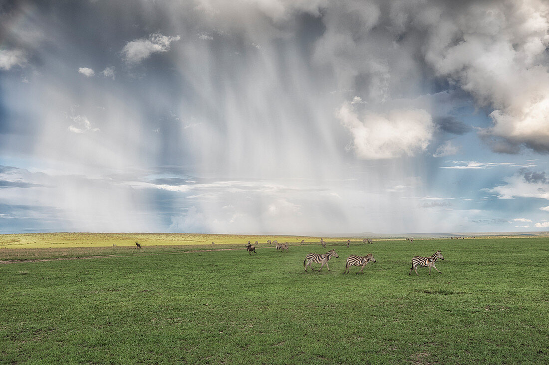 Eine Herde Zebras bei starkem Regen überquert die Maasai Mara-Ebene in Kenia