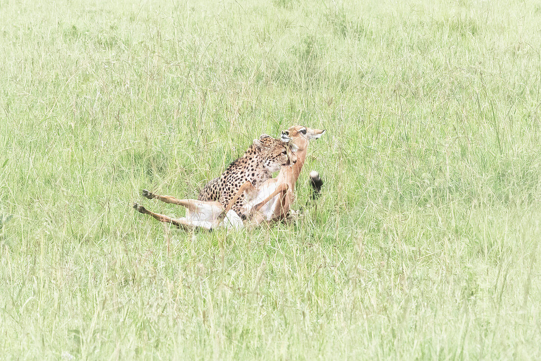 Gepard (acynonix jubatus) tötet einen Impala im Maasai Mara Wildreservat, Kenia