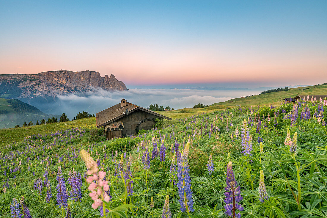 Alpe di Siusi / Seiser Alm, Dolomiten, Südtirol, Italien, Europa. Blüte auf dem Plateau von Bullaccia / Puflatsch. Im Hintergrund die Gipfel von Sciliar / Schlern