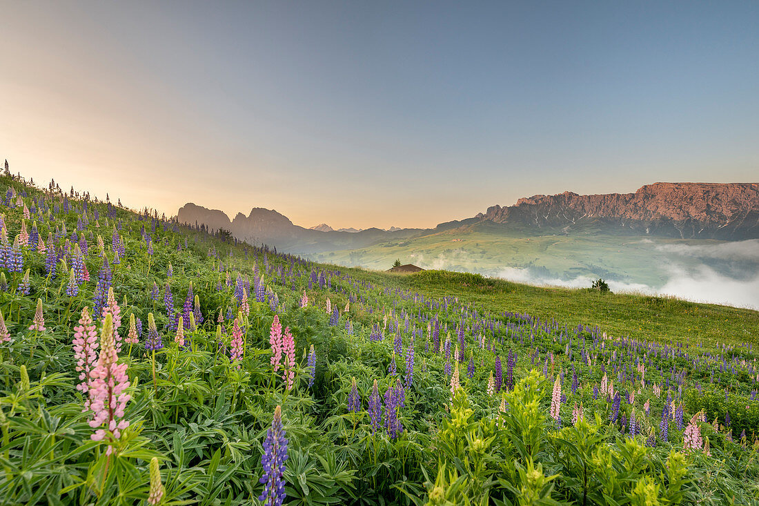 Alpe di Siusi/Seiser Alm, Dolomites, South Tyrol, Italy, Europe. Bloom on Plateau of Bullaccia/Puflatsch. In the background the peaks of Sassolungo/Langkofel