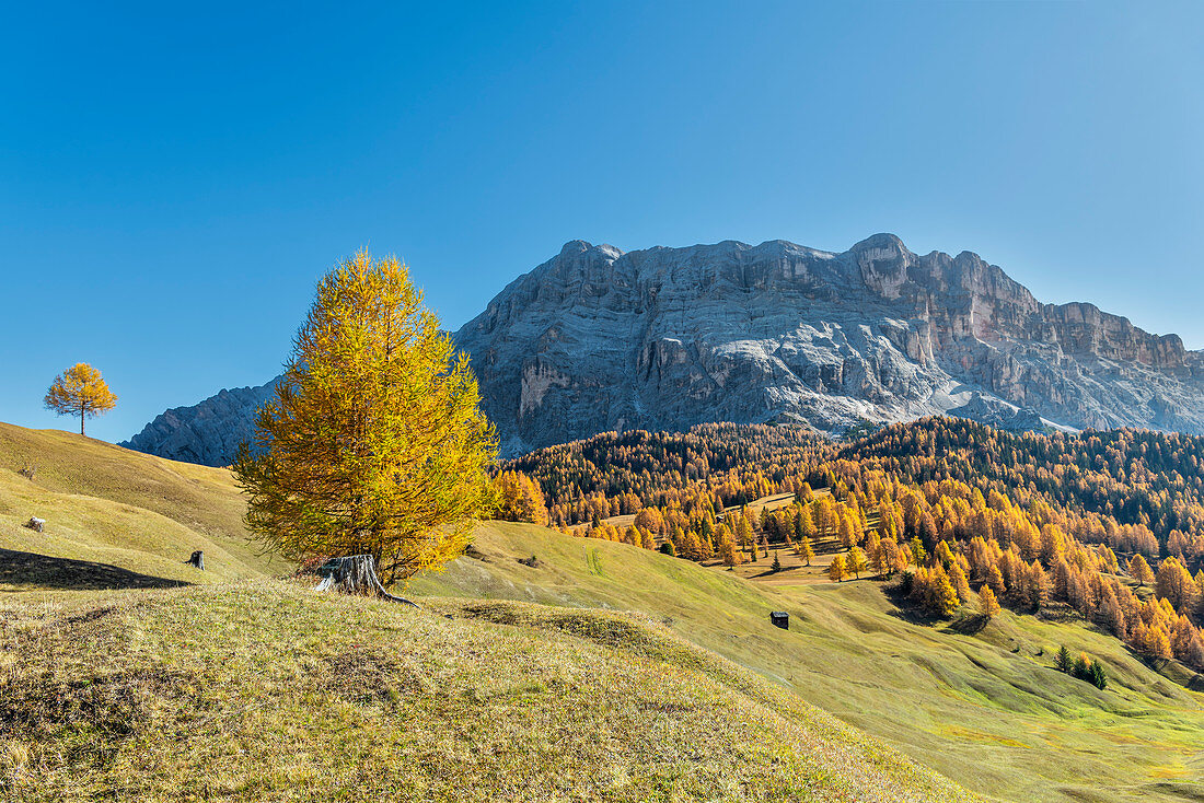 Alta Badia, Provinz Bozen, Südtirol, Italien, Europa. Herbst auf den Armentara-Wiesen oberhalb der Moantains von Zehner und Heiligkreuzkofel