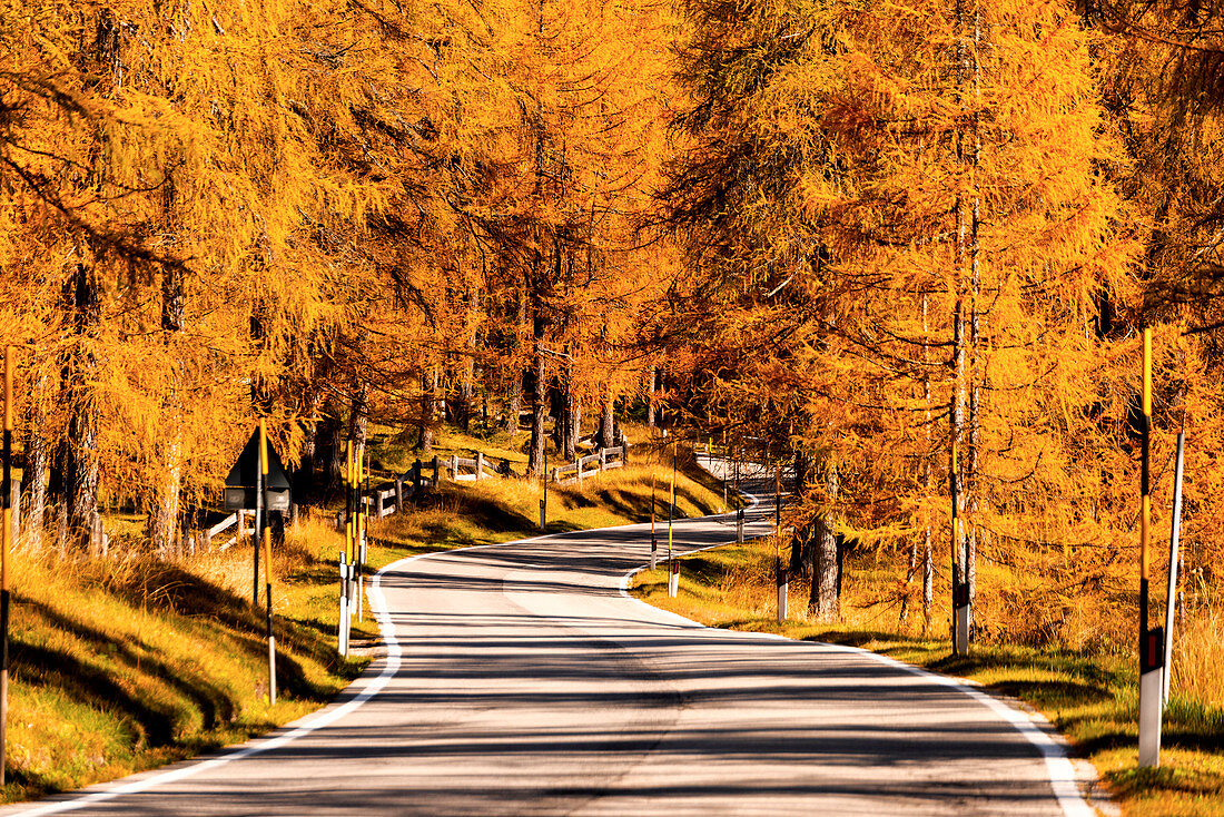 Autumn in Dolomites, a beautiful road into the Larches, Trentno alto Adige, Italy
