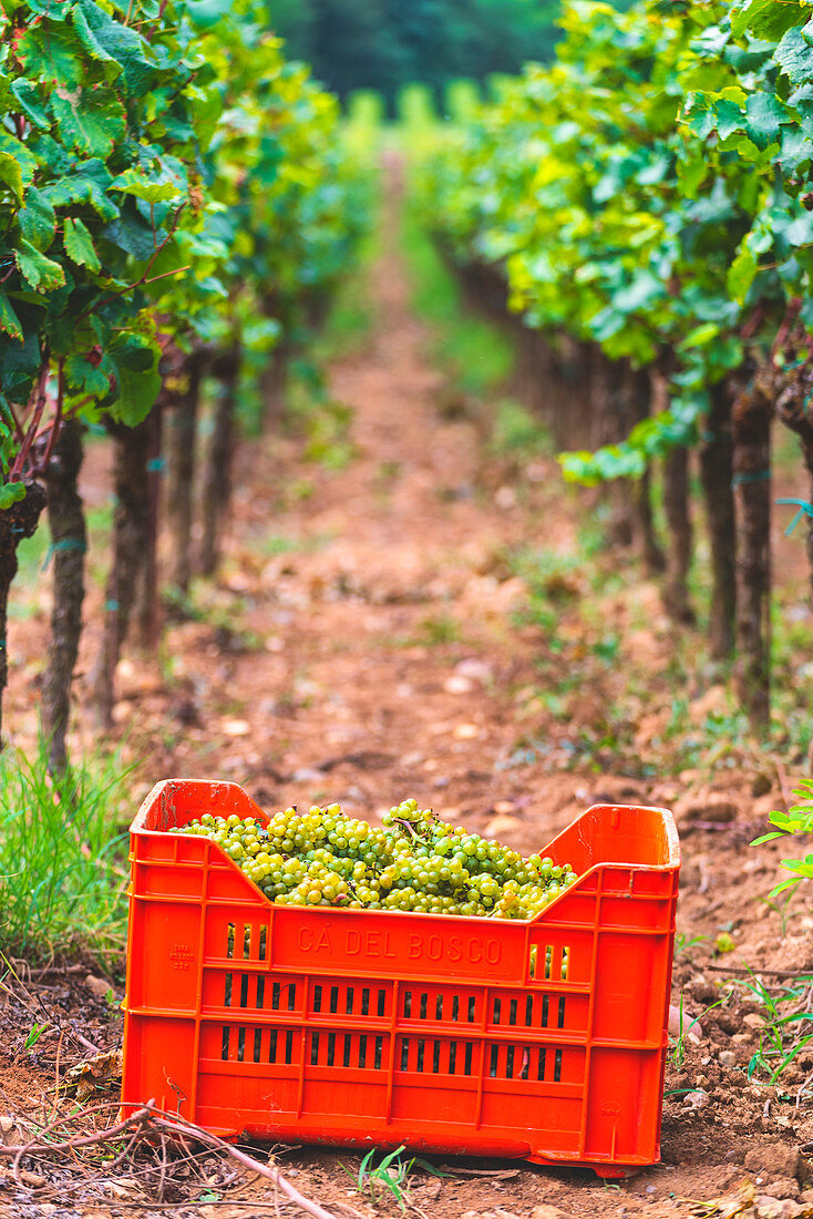 Ernte in Franciacorta, Provinz Brescia, Lombardei, Italien, Europa.