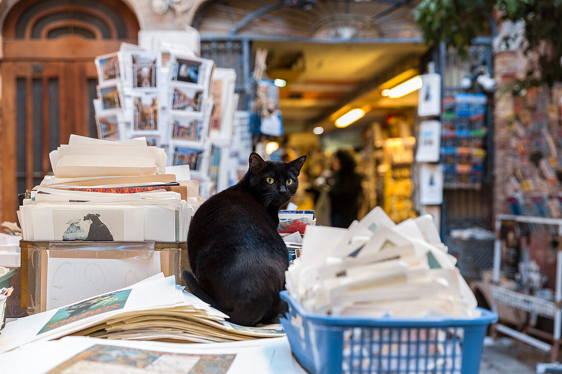 A Cat in Acqua Alta bookshop. Venice, Veneto, Italy.