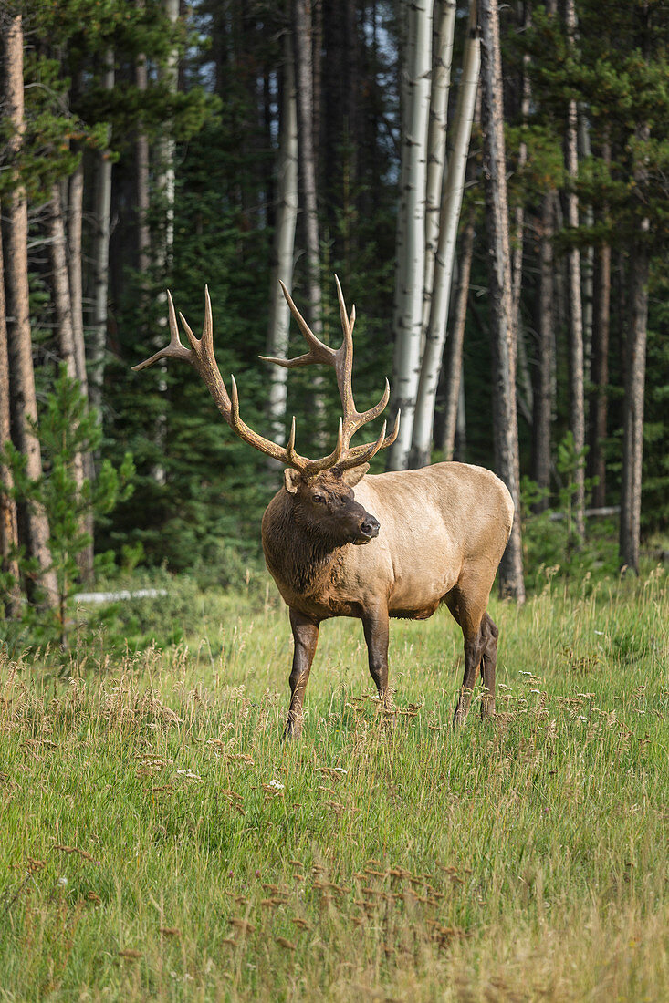 Elk in Jasper National Park, Alberta, Canada