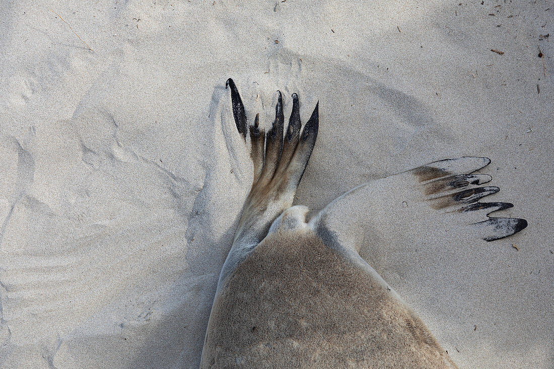 Seal Bay Naturschutzpark, Seal Bay, Kangaroo Island, Südaustralien, Australien