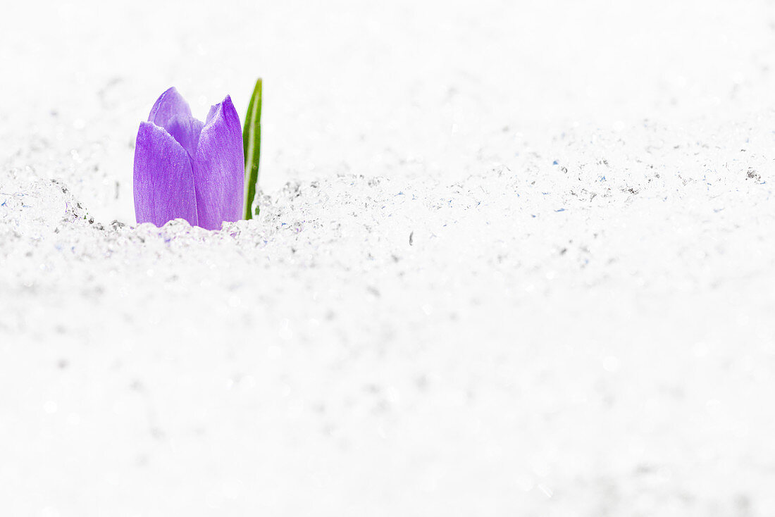 Nahaufnahme des isolierten Blumenkopfes des Krokus im Schnee, Juf, Avers, Region Viamala, Kanton Graubunden, Schweiz