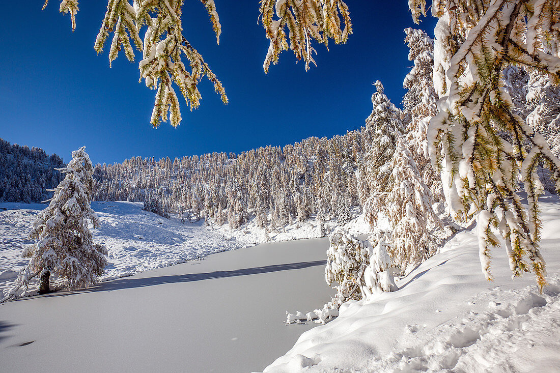 Larches covered with snow after an autumnal snowfall at Lake Casera in the Orobie Alps, Valtellina, Lombardy Italy Europe