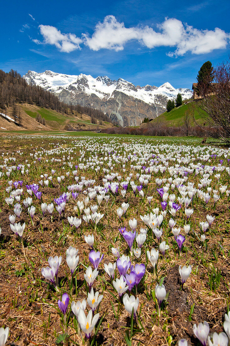 Im Frühjahr füllen die Krokusse die Felder des Val di Fex im Engadin, im Hintergrund den schneebedeckten Piz Lagrev in der Schweiz. Europa