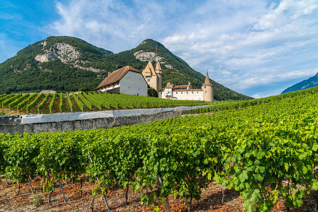 Aigle Castle umgeben von Weinbergen, Kanton Waadt, Schweiz