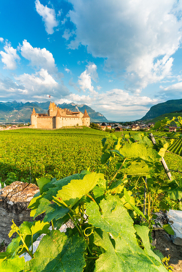 Weinblätter in den Weinbergen, die Schloss Aigle, Kanton Waadt, Schweiz umgeben