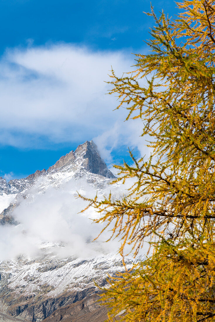Yellow larch tree framing the Ober Gabelhorn peak in autumn, Zermatt, canton of Valais, Switzerland
