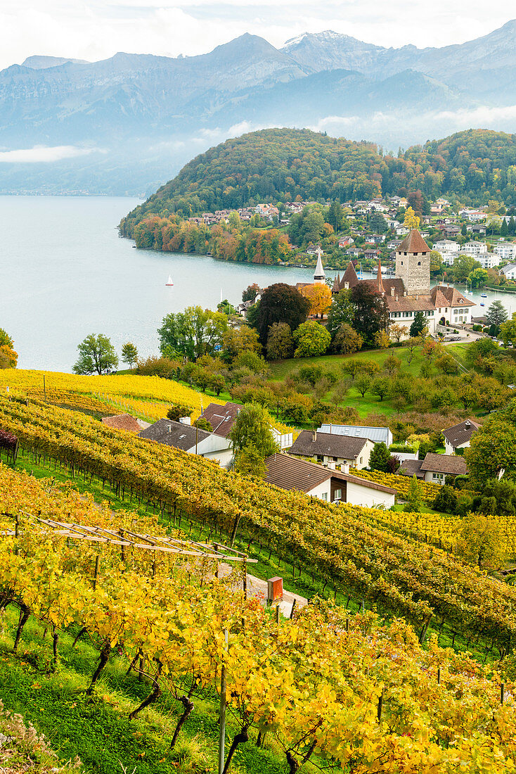 Spiez Castle on shores of lake Thun surrounded by vineyards, canton of Bern, Switzerland