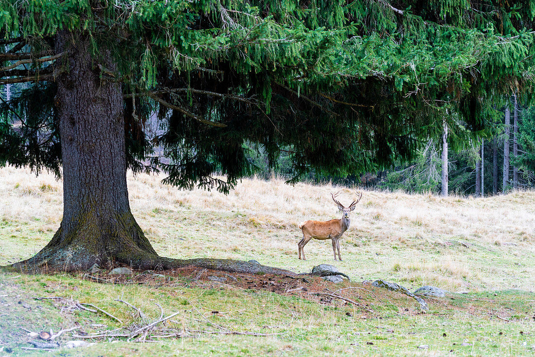 Rotwild, Naturpark Paneveggio-Pale di San Martino, Dolomiten, Trentino, Trento, Italien