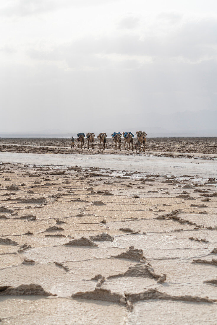 Salt caravan, Dallol, Danakil Depression, Afar Region, Ethiopia, Africa