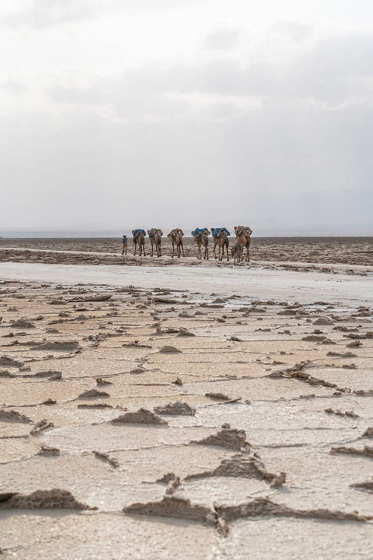 Salzkarawane, Dallol, Danakil Depression, Afar Region, Äthiopien, Afrika