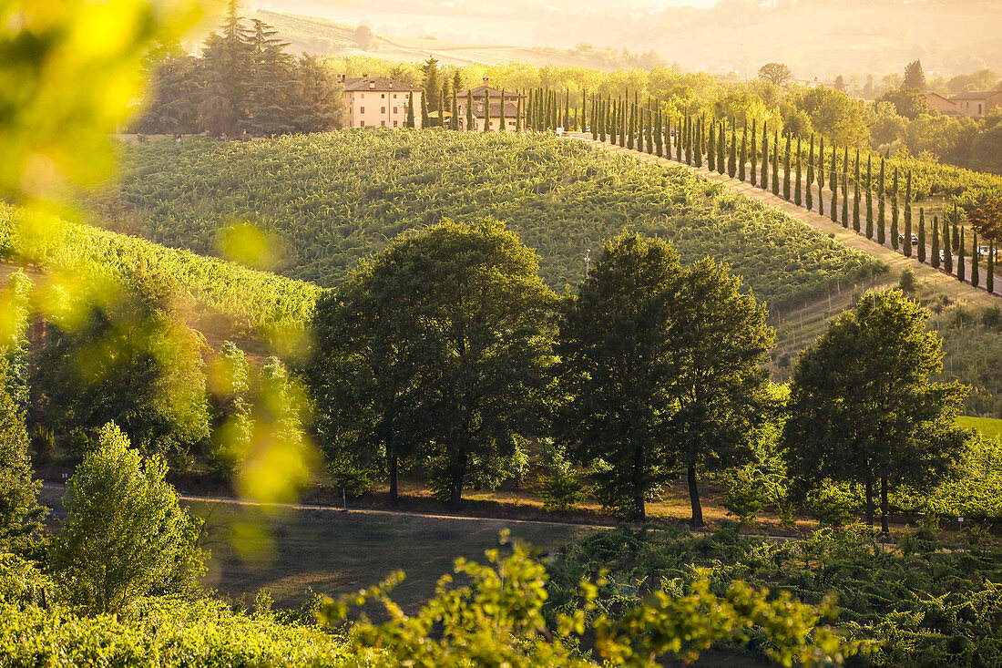 Vineyards on the hills near Castelvetro, Modena Province, Emilia Romagna, Italy.