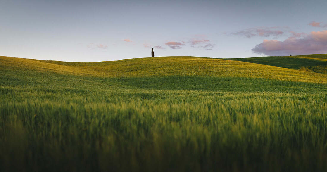 Landschaft mit Hügeln und Bäumen zwischen Pienza und San Quirico d'Orcia; Val d'Orcia, Provinz Siena, Toskana, Italien